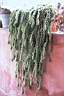 SEDUM MORGANIANUM.jpg